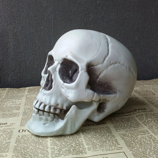 Realistic Plastic Skull – Halloween Party & Yard Decor, 3 Sizes